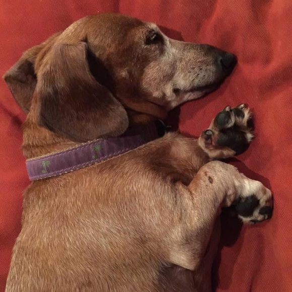 Meet your Posher, Alice - Picture 8 of 8